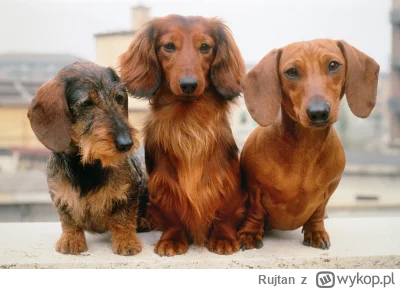 Rujtan - @Imitacja_czlowieka: czuje presje ze strony długowłosych jamników ( ͡° ͜ʖ ͡°...