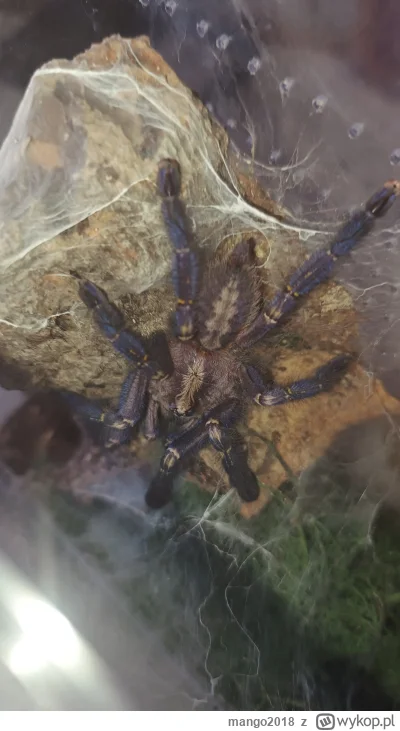 m.....8 - Indyjska bestia. 

#ptaszniki #hobby #terrarystyka