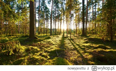 nowyjesttu - Las- to dla mnie miejsce niemal święte. Szkoda, że w Europie jest tak ma...