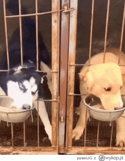 pawelJG - Pieseł Sqrviel ( ͡° ͜ʖ ͡°)
#smiesznypiesek #heheszki