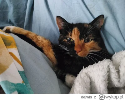 dejwis - Kiedy podzarles saszete, a zaraz puszcza czterech pancernych 
#pokazkota