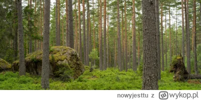 nowyjesttu - Svenska skog