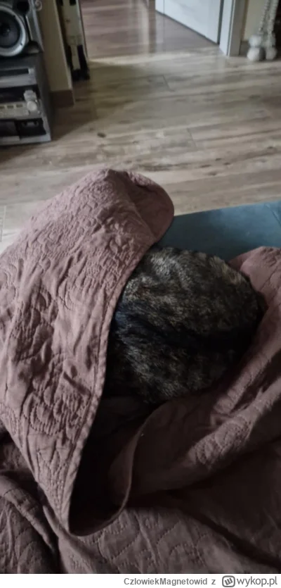 CzlowiekMagnetowid - Powiedzcie kotkowi, że go nie widać. Będzie mu na pewno miło.
#k...