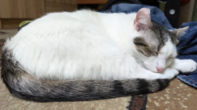 vulcanitu - #koty #pokazkota
Bamboch śpi