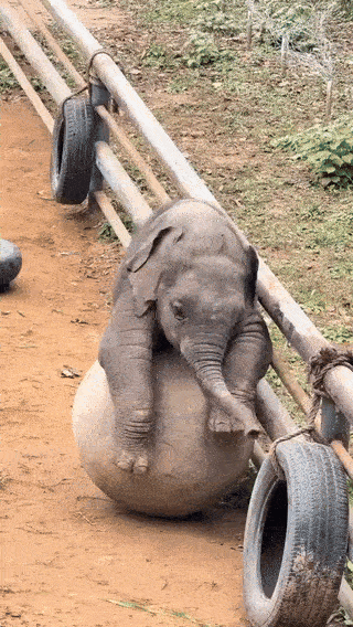 wfyokyga - Slonik się w-----ł xd