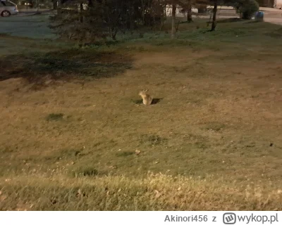 Akinori456 - @Akinori456 Tutaj jeden: (｡◕‿‿◕｡)