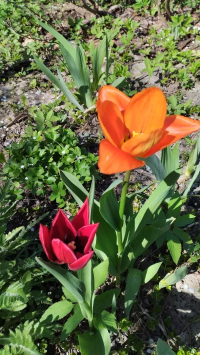 powsinogaszszlaja - W mojem łogródecku...

#kwiaty #rosliny #ogrodnictwo