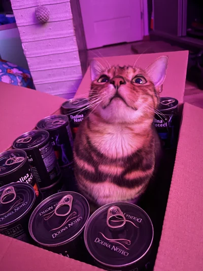 malinq - Proszę państwa oto kot.

(bardzo szczęśliwy)

#jirathecat #bengal #pokazkota...