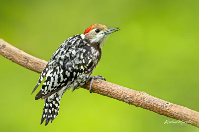 Lifelike - Dzięcioł żółtoczelny (Leiopicus mahrattensis)
Autor
#photoexplorer #fotogr...