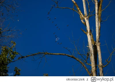 okoniaczek - Póki co, subiektywnie, jest to mój najszczęśliwszy strzał, odkąd posiada...