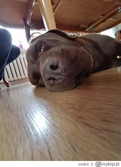 cedric - (⌐ ͡■ ͜ʖ ͡■)