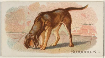 Loskamilos1 - Karta numer 25, piesu rasy bloodhound.

#necrobook #bloodhound #piesu