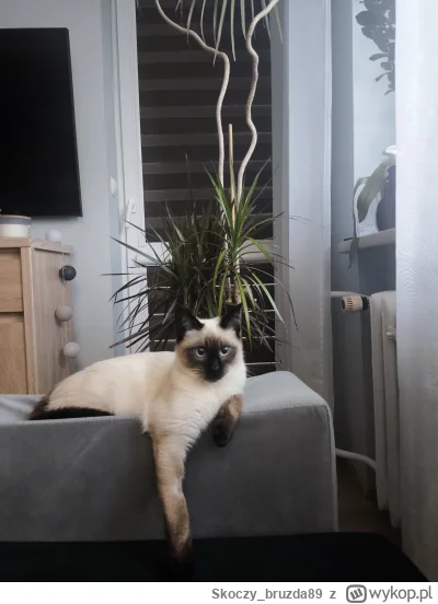 Skoczy_bruzda89 - #pokazkota 
leo II king