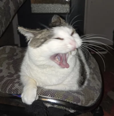 Solsith - @Kantorwymianymysliiwrazen: ( ͡° ʖ̯ ͡°)