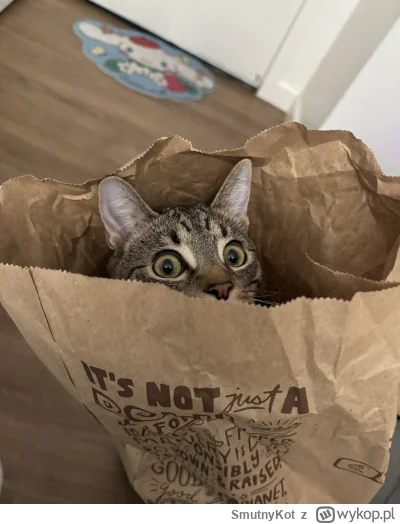 SmutnyKot - #dziwnekotki