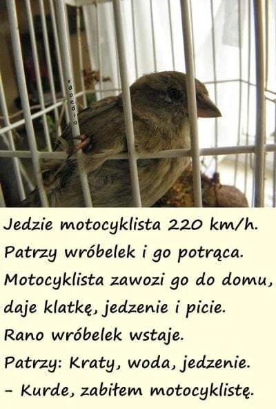 Corvus_Frugilagus - Dobranoc państwu.