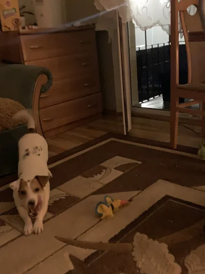 lvbie_placki - #przegryw otworzyłem balkon by przewietrzyć smrody a pimpek się przeci...