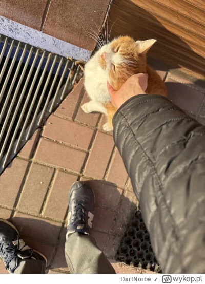 DartNorbe - Moje dziwne hobby to zaklinanie i głaskanie kotków znalezionych przy ulic...