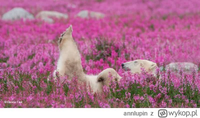 annlupin - cza do spania dla mie dobranoc dla was