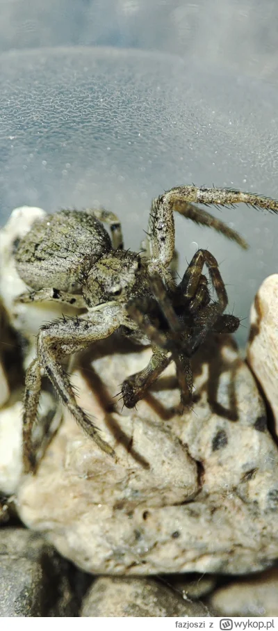 fazjoszi - Mój #zwierzaczki je kolację ( ͡º ͜ʖ͡º)