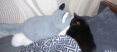 dos_badass - To nie tak jak myślisz, człowieku
#koty #pokazkota