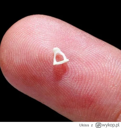 Ukiss - Kość udowa ma mniej więcej 45-50 cm długości (zależy to m.in od płci i wzrost...