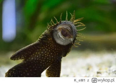 K_eM1 - Nie wiem czym on się kierował wybierając tego glonojada
#rolnikszukazony