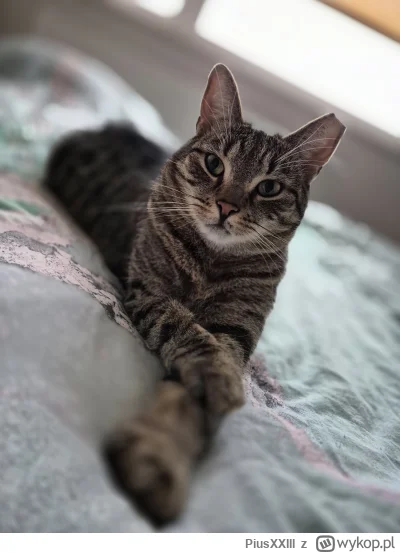 PiusXXIII - Kokoszka pozdrawia

#kot #pokazkota #kitku