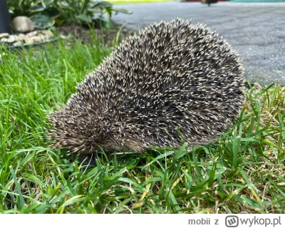 mobii - @Kicikicimiaul: