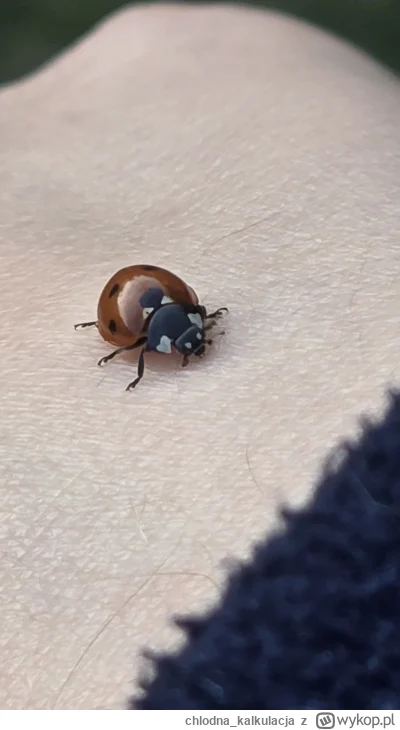 chlodna_kalkulacja - A któż to po mnie spaceruje? 

#zwierzaczki #owady #smiesznypies...