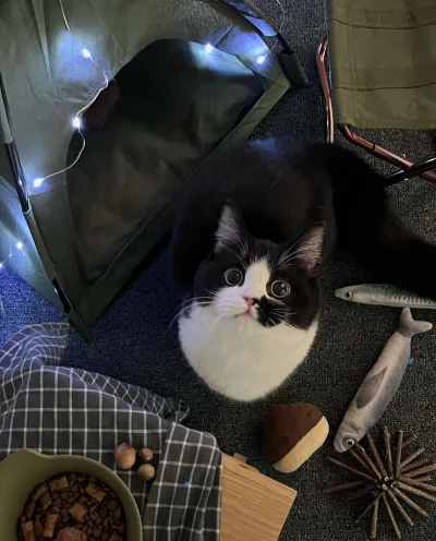 paczelok - Jak rozłożyłem kotu namiot dla kota to nie umiał skorzystać #paczekot