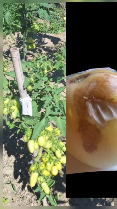 Gruboklates - #pomidory #pomidory #uprawa #warzywa #warzywniak #ogrodnictwo Zaraza? C...