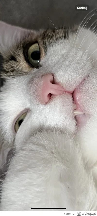 kcem - @m76859 skogo gnój chyba z ciebie