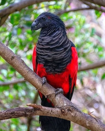 wfyokyga - Fajny papug