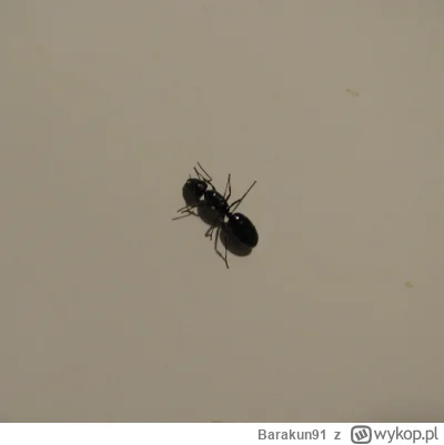 Barakun91 - #owady #mrówki #zwierzaczki
Takie bydle łaziło mi wczoraj po stole,ktoś w...