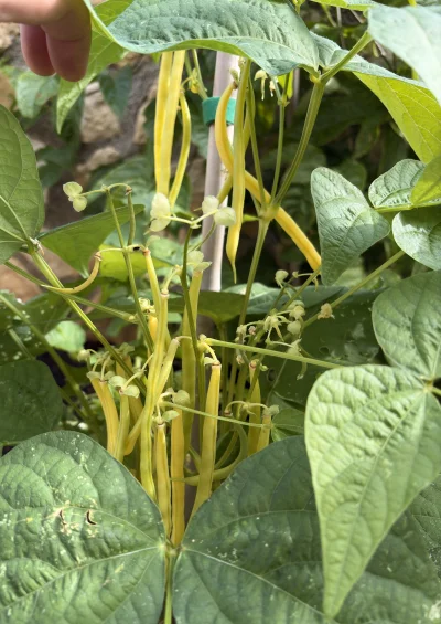 asdfghjkl - Mhhh fasolka dla jego. Część już zebrałem w niedzielę #ogrodnictwo #belko...