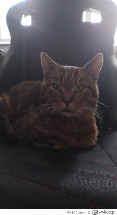 Rkschuwdu - Ehh puściłem sobie filmik z kotem który odszedł prawie rok, usłyszałem to...