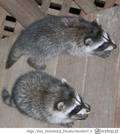 VigoVonHomburg_Deutschendorf - Kluczak i Rozciąglak
#szopeknadzis