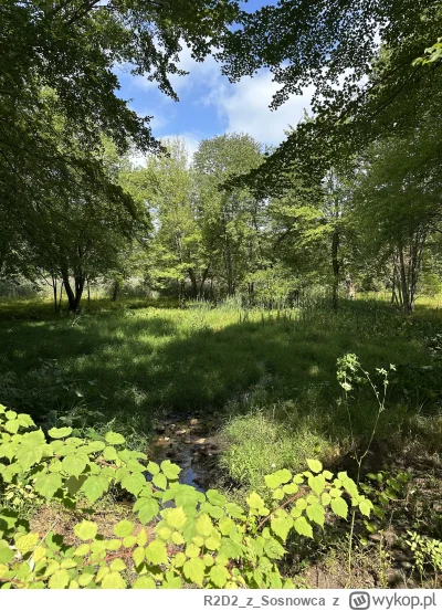 R2D2zSosnowca - @R2D2zSosnowca: bagienko wrześniowe
