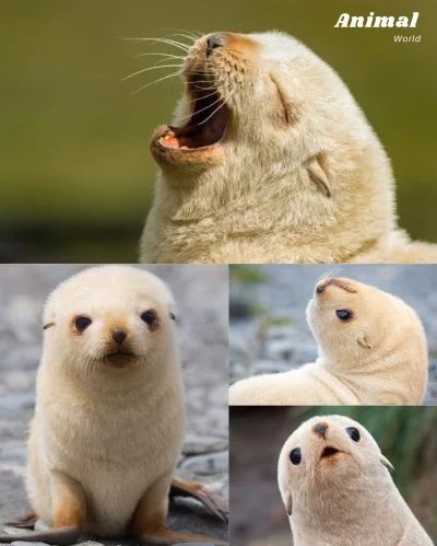 wybryk_natury - mała foczka
#zlodziejskiewybryki