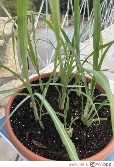 asdfghjkl - Rozmnożenie trawy cytrynowej chyba się udało ( ͡° ͜ʖ ͡°) #ogrodnictwo