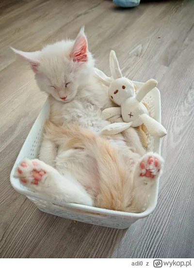 adi0 - Taki to ma życie 

#koty #zwierzaczki #koteczkizprzypadku