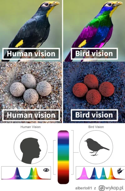 alberto81 - Czym wzrok ptaka różni się od wzroku człowieka?

Naukowo udowodniono, że ...