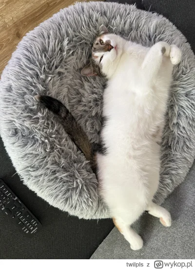 twilpls - @rozowy_dzban: