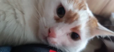 Mega_Smieszek - Czy Wasze kocie mają tak, że sobie istnieją i jest prześliczność? (｡◕...