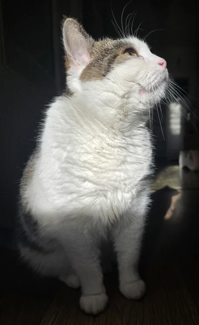 Solsith - #pokazkota #spaslak słoneczko(⌐ ͡■ ͜ʖ ͡■)