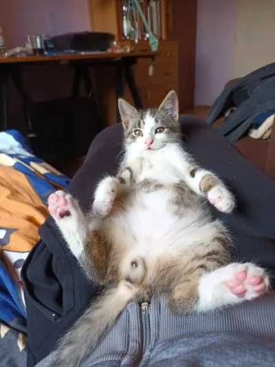 stefan-stuleja - #f1 #koty Kot ma wywalone. On wie, że wygra MAX.