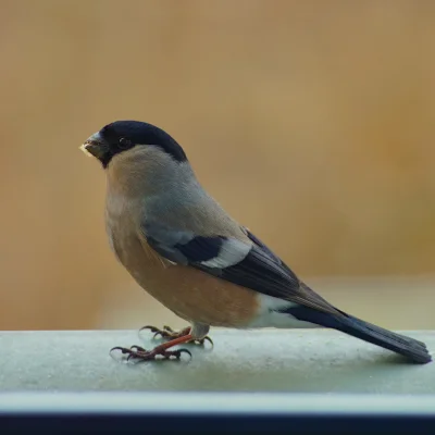 Lenalee - Pani gil ʕ•ᴥ•ʔ

#ptaszkowpis