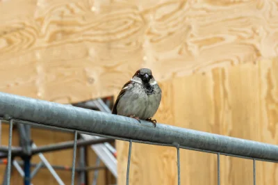 wfyokyga - Odwiedził cię potężny brubel