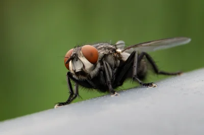LoopyMajestic - #fotografia #tworczoscwlasna #chwalesie #nikon #spierdotrip

Macro mu...